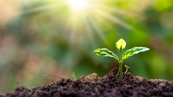 plant sprouting out of dirt with sun shining down on it